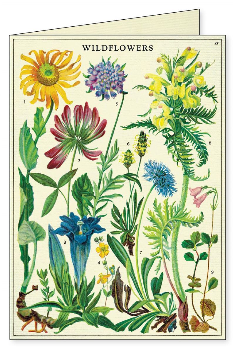 Wildflowers 8 pk Boxed Notecards