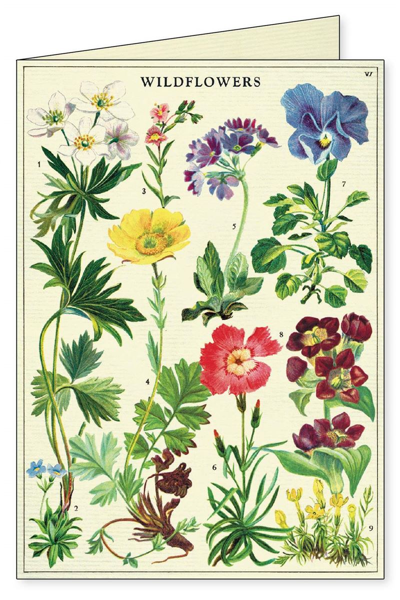Wildflowers 8 pk Boxed Notecards