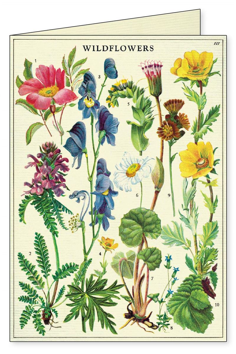 Wildflowers 8 pk Boxed Notecards