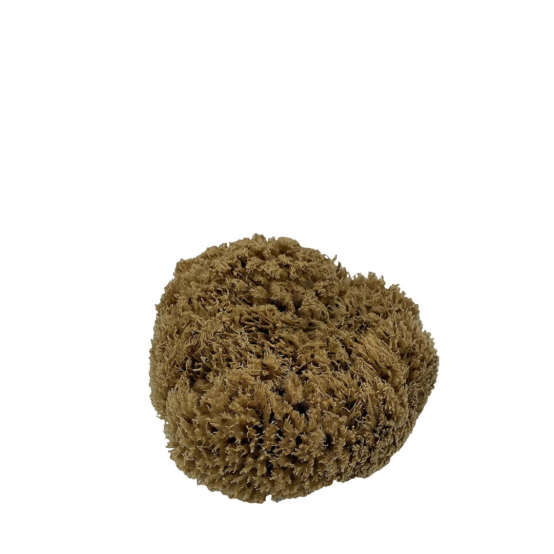 Sponge - Natural Sea Sponge RW