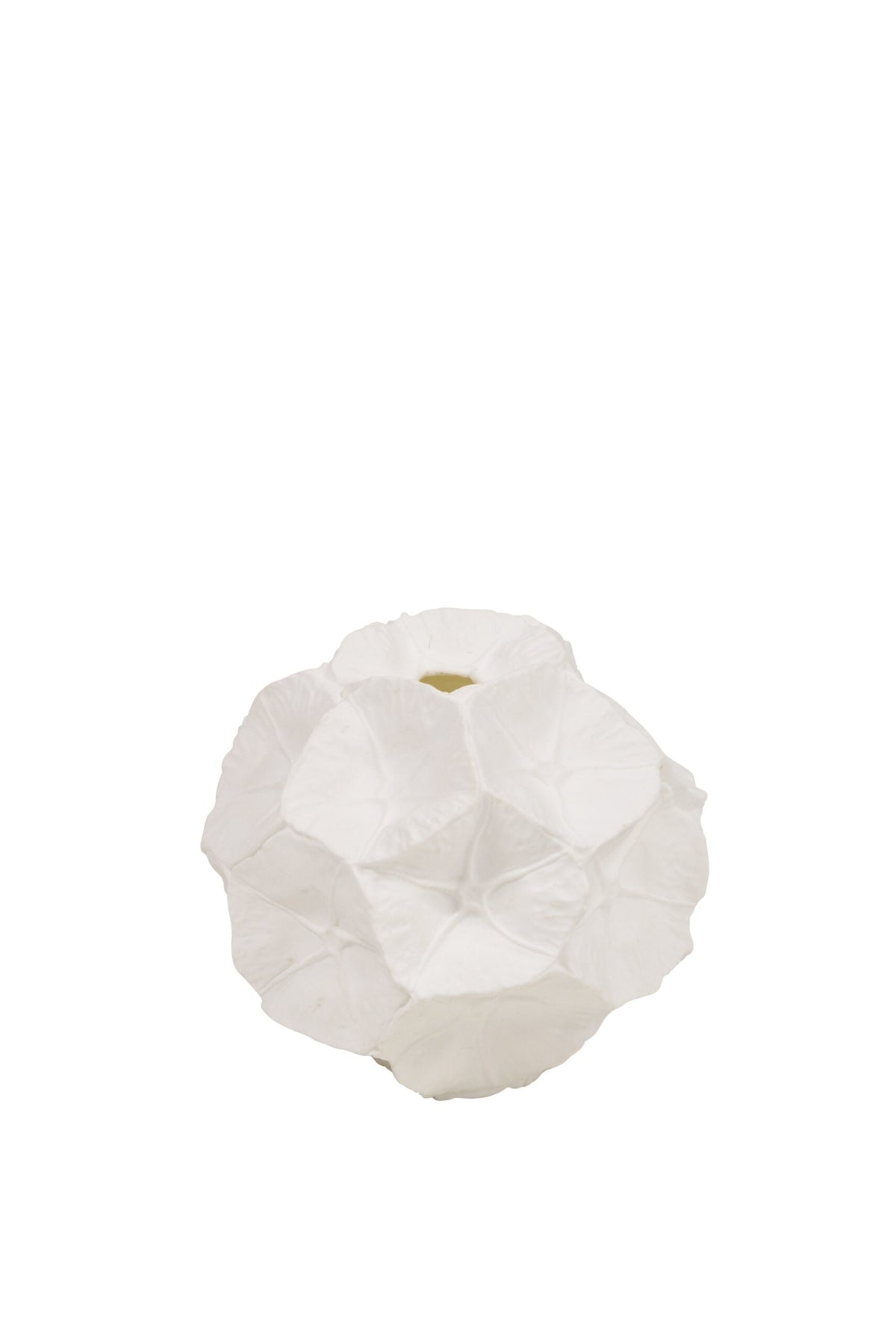 Vase Star Seedpod White