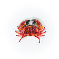 Brooch Red Rock Crab
